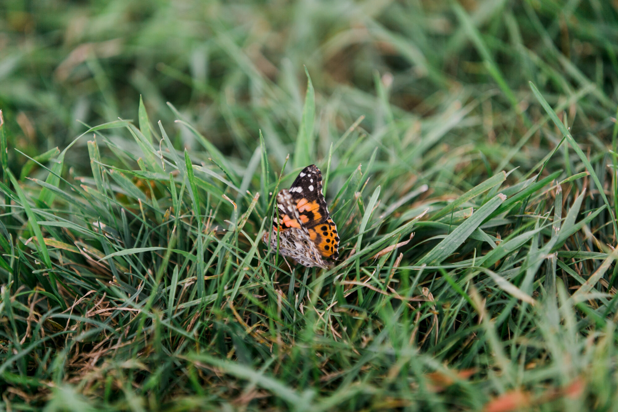 butterfly in grass at chelsea and will wedding
